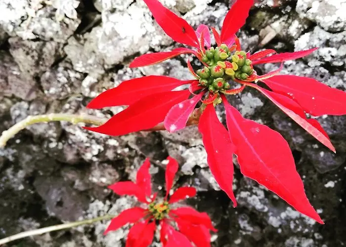 Casa Do Sr. Alberto * Praia da Vitória