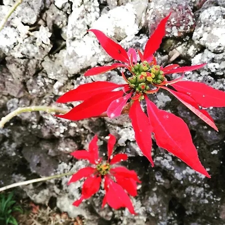 Casa Do Sr. Alberto * Praia da Vitória